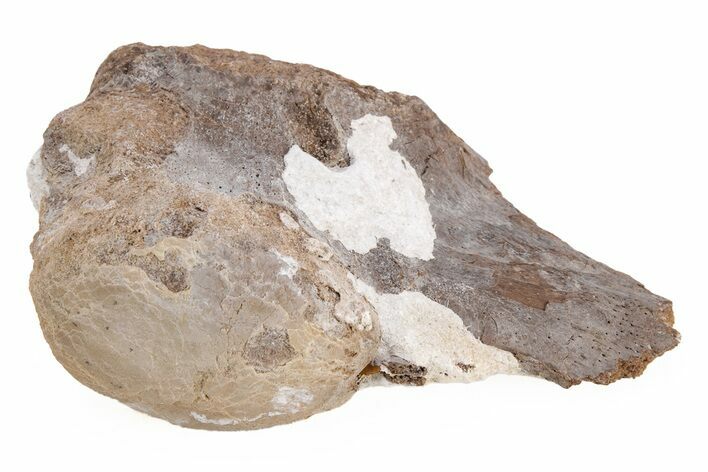 Fossil Mosasaur (Platecarpus) Caudal Vertebra - Kansas #218792